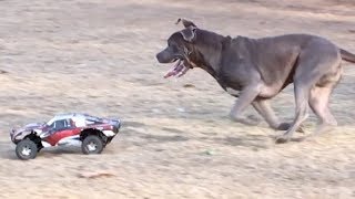 1 RC Car vs 9 Dogs [upl. by Noiwtna957]