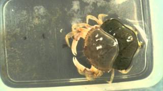 Juvenile Dungeness Crab Molting [upl. by Lyssa]