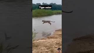 Tiger water🐅safarilifefunnyvideos reels youtubeshorts reels viral youtubeshorts reels [upl. by Airogerg]