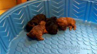 Yorkie Poo Puppies [upl. by Kessler484]