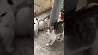 Balaca pisik balalari pisik pisi pisikler funny kitten keşfet [upl. by Lebatsirhc]