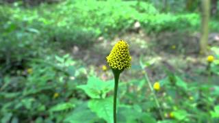 Medicinal Plant  Spilanthes Acmella  Toothache Plant [upl. by Akenit]