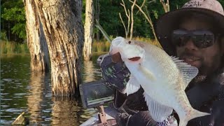 Im Finding HUNDREDS Of Post Spawn Crappie On Timber [upl. by Neirad466]