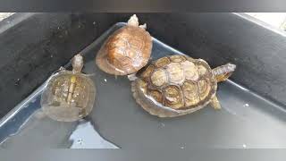 Tortugas del género Rhinoclemmys pulcherrima areolata rubida  ornate wood turtle [upl. by Kam]