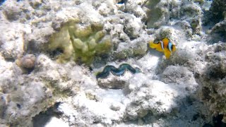 We found Nemo at Tropitel Sahl Hasheesh Hurghada Egypt 🐠🐡 [upl. by Sitnik]