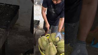 Premium Quality Huge Durian Cutting in Thailand  Fruit Cutting Skills [upl. by Ayikal288]