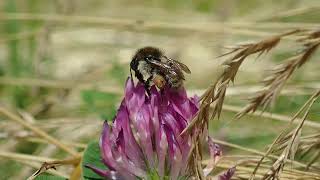 Bombus humilis worker foraging on red clover slowmotion [upl. by Dominus]