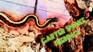 Garter Snake Feeding Video [upl. by Tome]