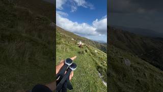 Wie komme ich an diesen Kühen vorbei irland wandern [upl. by Jerrilee739]