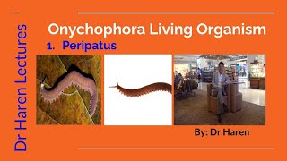 Onychophoran living organismPeripatus [upl. by Crotty]