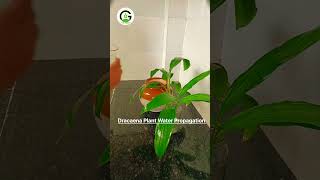 ☘️Learn How to Propagate Dracaena Plants in Water Effortlessly [upl. by Gronseth306]