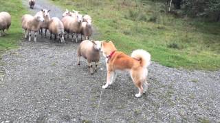 Akita Inu vs Sheep familie [upl. by Shedd152]