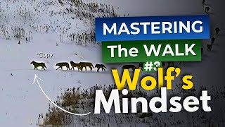 Alpha Wolfs MINDSET for Walking Your Dog  Lesson 3  Mastering the Walk [upl. by Aihsenot823]