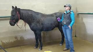 How to Clean a Geldings Sheath [upl. by Lenoj]