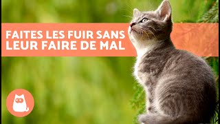 Comment FAIRE FUIR les CHATS ERRANTS sans leur faire de mal 🐈💨 7 répulsifs pour chats [upl. by Gnohp593]