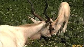 Addax Mom and Cute Addax Baby at Brookfield Zoo [upl. by Imeka]