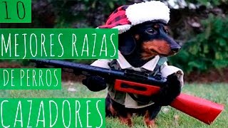 LAS 10 MEJORES RAZAS DE PERROS CAZADORES [upl. by Aicilyt]