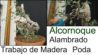 Alcornoque Quercus suber trabajo de madera poda y alambrado  Nacho Salar [upl. by Ahsya]