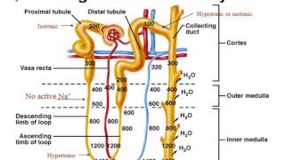 Renal System  Physiology  Part 3 Regulation of Urine Volume [upl. by Imoyaba]