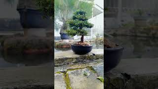 bonsai juniperus bonsaitree bonsaimini nature bonsaiindonesia [upl. by Notneuq894]