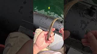 🎣 Kanama Smart Bait  Revive dead bait fish [upl. by Rawley]