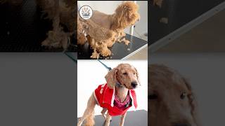 SEVERELY MATTED 18MonthOld Poodle Pup Gets an Incredible Transformation [upl. by Mavra267]