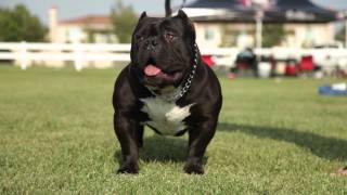 AMERICAN BULLY THE BEAUTIFUL BREED [upl. by Airat211]