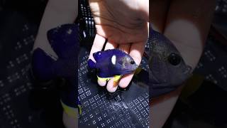 Check out this Angelfish Fish pets shorts topshelfaquatics [upl. by Ekenna]