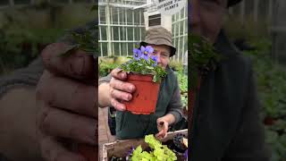 How to plant a simple early Hanging Basket WEBSHOP httpspergolanurseriesecwidcom [upl. by Aniham]