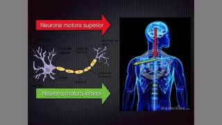 Neurona motora superior e inferior [upl. by Remmus]