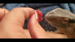 Hand feeding my White Throated Monitor reptileslizard lizardlove cute monitorlizard love [upl. by Lafleur]