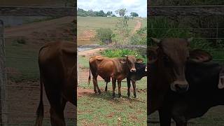 Descorna dos GABIRU vidanaroça fazenda [upl. by Gunthar]