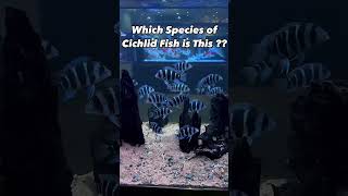 Can You Guess the Cichlid Species in 10 Seconds [upl. by Latin]