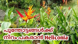 Heliconia plant care in Malayalam Heliconia PsittacorumHow to easily propagate Heliconia [upl. by Aiclid]