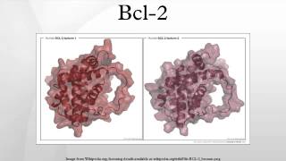 Bcl2 [upl. by Groveman]