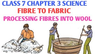 Processing fibres into wool class 7 in hindi  How wool is obtained from sheep  Fibre to fabric [upl. by Mungam]