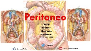 Anatomía  Peritoneo Mesos Ligamentos Epiplón [upl. by Eehsar]