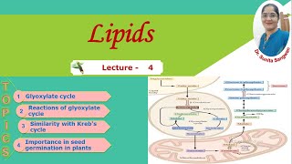 Glyoxylate cycle [upl. by Trimble397]