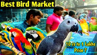 Exotic Birds Market India  Lucknow Exotic Birds Shop  Best and cheapest Birds market [upl. by Ecille]