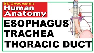 Chp 20  Esophagus  Trachea  Thoracic Duct  Thorax  Dr Asif Lectures [upl. by Wadleigh]