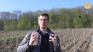 Reportage Le Champagne Nicolas Maillart une maison à part [upl. by Hahsia]