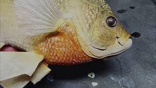 Fish taxidermy Mounting a Bluegill Part 3 [upl. by Nbi]