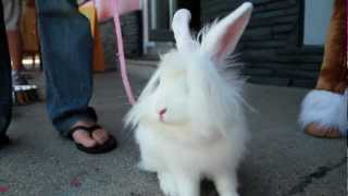 Grand Benders Princess Coco  Save the bunny [upl. by Ynahpets]