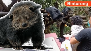 Binturong Hewan Langka Lucu Mirip Beruang amp Kucing Rebutan Makanan [upl. by Malia]