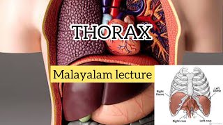 Introduction to Thorax MALAYALAM [upl. by Benny355]