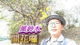 嘉義景點朴子溪畔黃花風鈴木2019竟然開花了【鄉土嘉義】EP15 Campanula blossom [upl. by Atikahc253]