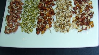 How to Sprout Beans Recipe tutorial [upl. by Millard]