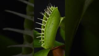 Venus Flytrap Catches Grasshopper 🌱 Nature Shorts VenusFlytrap CarnivorousPlants [upl. by Nichy]