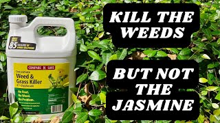 How To Kill Weeds In Asiatic Jasmine [upl. by Ecerahc]