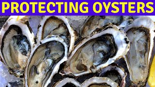 How to recognize and treat a shellboring marine worm pest in oyster aquaculture [upl. by Attenra755]